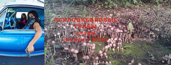 PSILOCYBIN Баксан